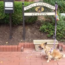Dog Park at Stony Point Fashion Park photo 1